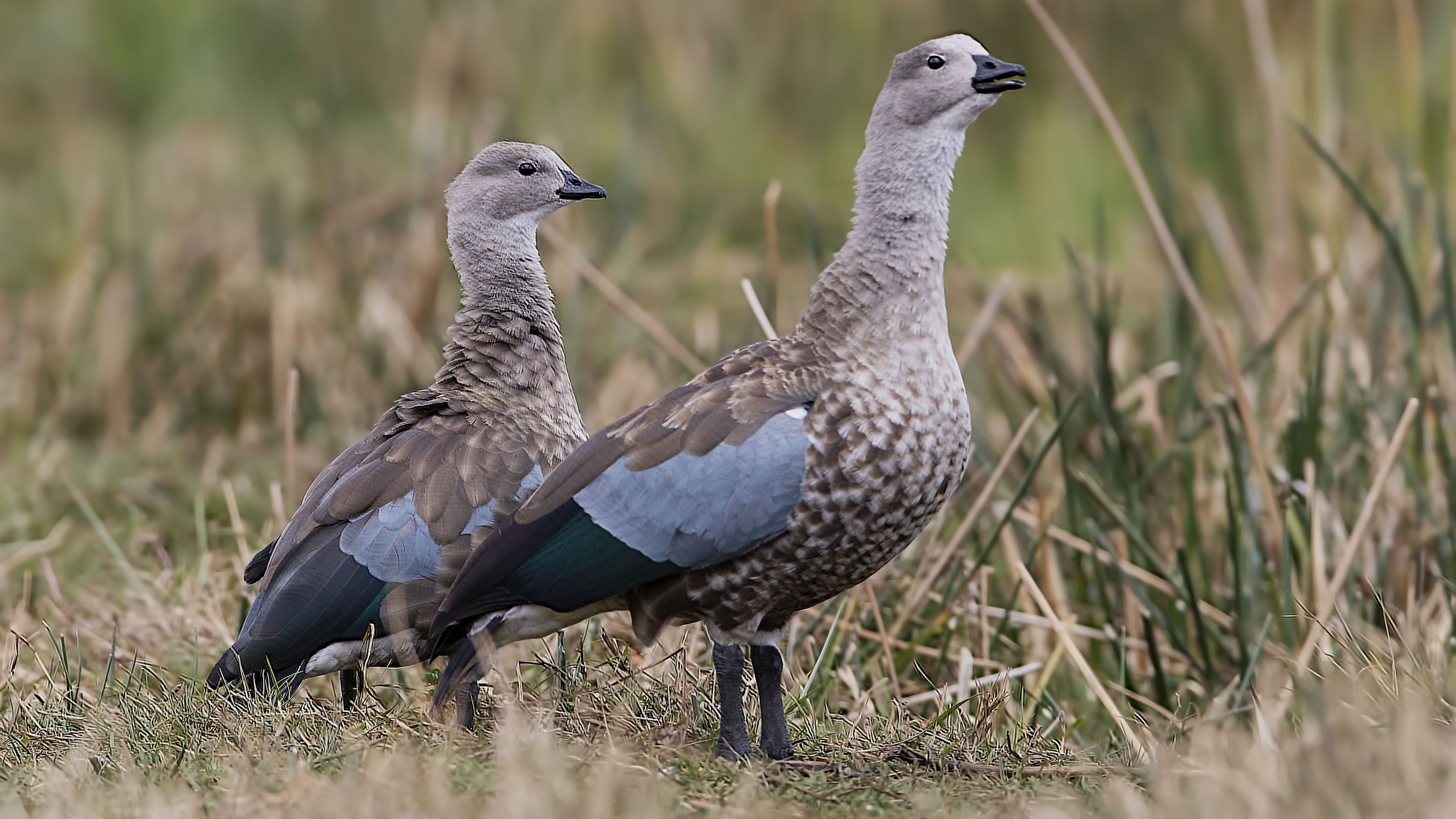 Blue-winged Goose